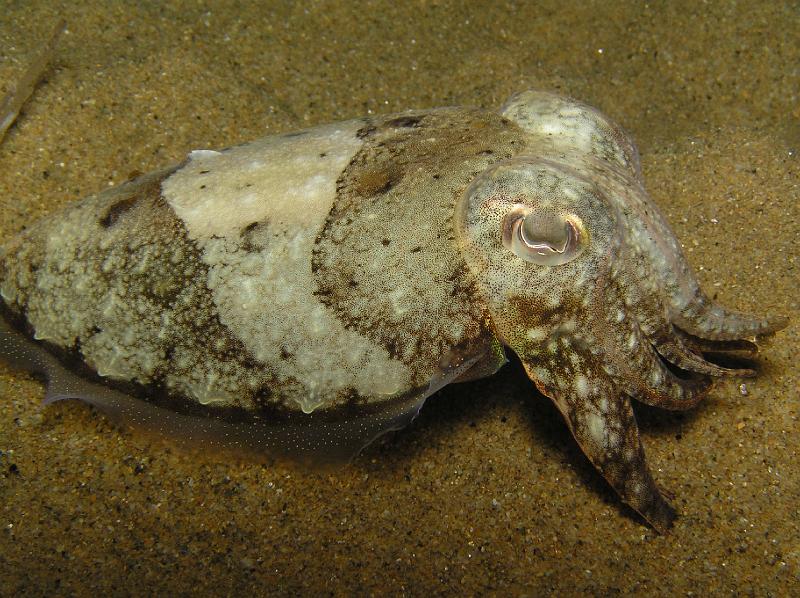 zeh-giglio-08 (26).JPG